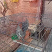 مرغ عشق مولد و عروس هلندی|پرنده|شهرضا, |دیوار