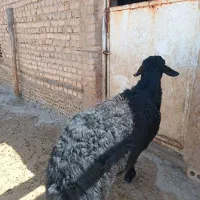 قوچ قره غزل