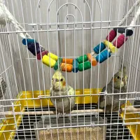 دو عدد عروس هلندی  دوماه و نیمه