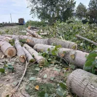 خرید چوب باغی و مرکبات تمیزکاری باغات عباس آباد