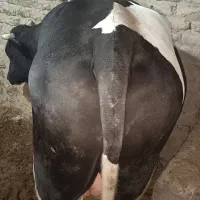 گاو نر کشتاری فروشی