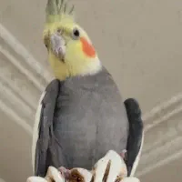 طوطی سخن‌گو