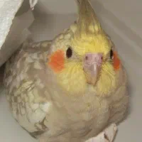 عروس هلندی گم شده