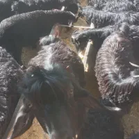 بز و بز غاله|حیوانات مزرعه|بیستون, |دیوار