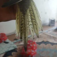 عروس هلندی|پرنده|کرج, شهرک سهرابیه|دیوار