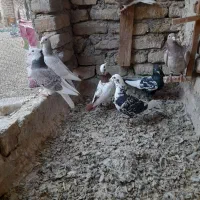 کفتر پرشی و جوجه طوقی|پرنده|مشهد, فریزی|دیوار