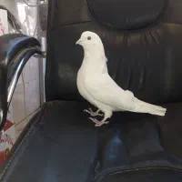 سفیدمهرکبوتر