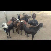 فروش افشار