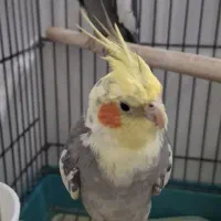 عروس هلندی نروماده