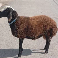 بره قوچ شال اصیل|حیوانات مزرعه|ملکشاهی, |دیوار