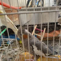 عروس هلندی جفت تخمگذار