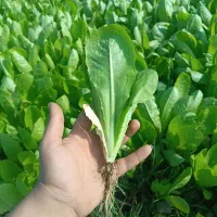 کاهو سفید گریفاتون فرانسه(پیرزا)