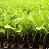 نشابادمجان