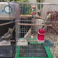 عروس هلندی|پرنده|سقز, |دیوار