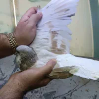 فروش کفتر