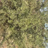 باغ زیتون و کشاورزی با تخفیف ویژه|فروش زمین و ملک کلنگی|مینودشت, |دیوار