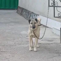 سگ ماده سرابی|سگ|رباط‌کریم, شهرک صنعتی زواره‌ای|دیوار