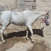 اسب|حیوانات مزرعه|خنداب, |دیوار