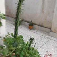 گل و گلدان های طبیعی|گل و گیاه طبیعی|رشت, معلم|دیوار