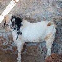 بزغاله نر