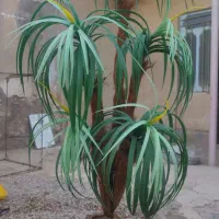 درخچه