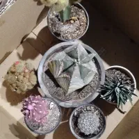 پک کاکتوس های کلکسیونی