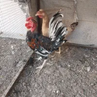 خروس ومرغ