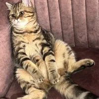 واگذاری گربه|گربه|بروجرد, |دیوار