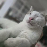 واگذاری گربه لوس