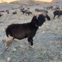 قوچ|حیوانات مزرعه|رودشت (چهارمحال و بختیاری), |دیوار