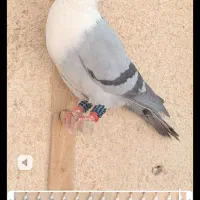 کفترکلاغ کربلایی کاکلی کله سفیدسر سفید کاکلی