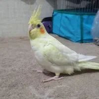 گمشده عروس هلندی