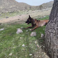 سگ مالینیوز