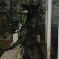 مالینویز جهت جفت گیری