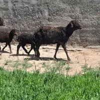 قزل افشار بره دار