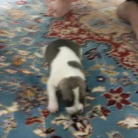 ۶ عدد توله پیت بول تریر برای واگذاری|سگ|توتکابن, |دیوار