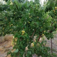 باغ شهری حاجی اباد نقش رستم|فروش زمین و ملک کلنگی|مرودشت, نقش رستم|دیوار