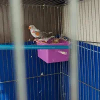 فنچ|پرنده|ری, شهید غیوری (ابن باویه)|دیوار