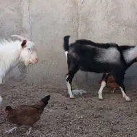 دو عدد بزغاله نر سانن و یک نر الپاین|حیوانات مزرعه|میان جلگه, |دیوار