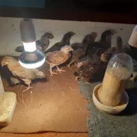 جوجه یک ماهه|حیوانات مزرعه|رشت, شهرک آیت الله منتظری|دیوار