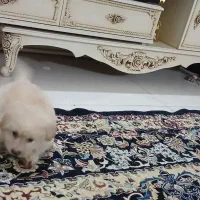 سگ بازی گوش شیتزو