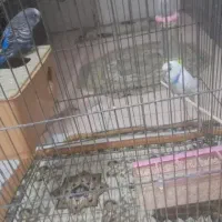 مرغ عشق سالم و سرحال|پرنده|گلپایگان, |دیوار