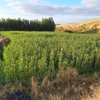 نهال صنوبر نیگرا و گردو چندلر فرانکی ژنتیپ برتر