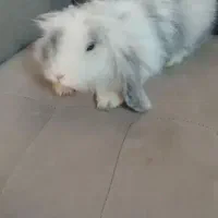 خرگوش لوپ اصیل|موش و خرگوش|مشهد, پنجتن|دیوار