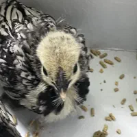 جوجه سبرایت|حیوانات مزرعه|ورامین, شهرک فجر|دیوار