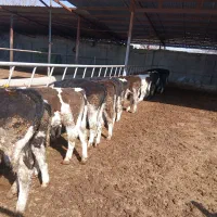 گوساله نر|حیوانات مزرعه|نیشابور, مازول|دیوار