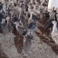 بوقلمون برنز و بوربون