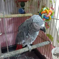 کاسکو بازیگوش پر حرف