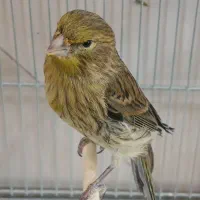 سهره قناری جوجه