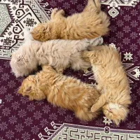 بچه گربه پرشین اصیل 2 ماهه